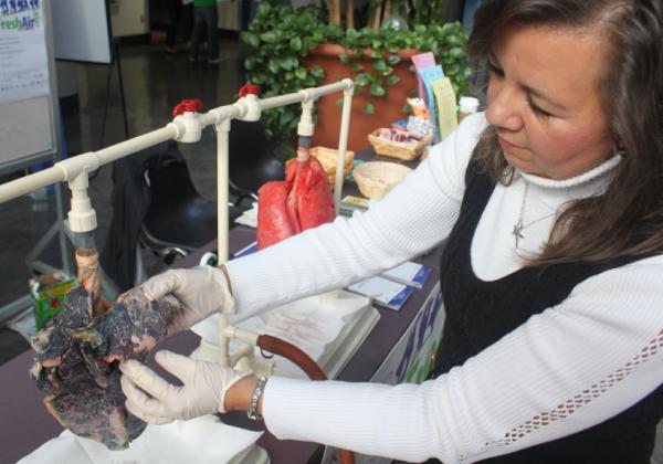 Hold your breath or your lungs might look like this one. Laverne Fratar of the Richmond Health Department finds a tumour on a pig's lung with simulated smoking damage. (Jacob Zinn photo)