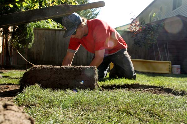 sodlaying1 Jared White puts down strip of sod in the backyard. Sod is a strip of grass and soil used to quickly create lawns. (Mitch Thompson photo)
