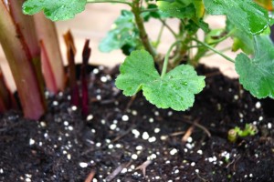 Soil